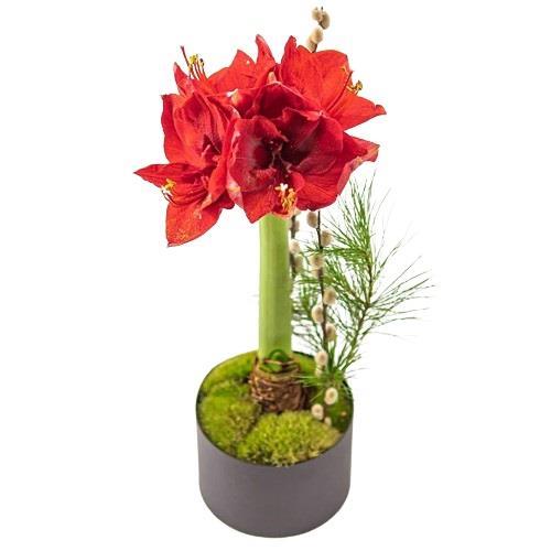 red-amaryllis-plant
