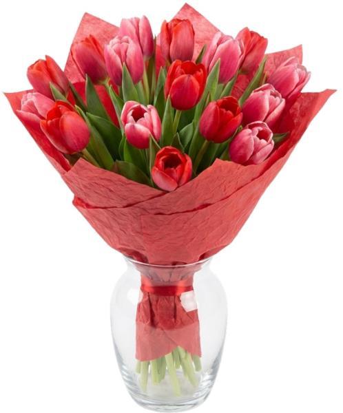 red-and-pink-tulips