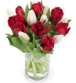 red-and-white-tulips