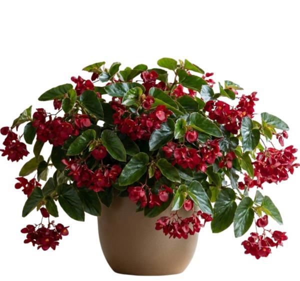 red-begonia