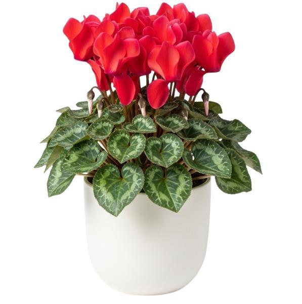 red-cyclamen