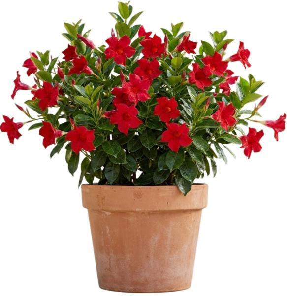 red-dipladenia-plant
