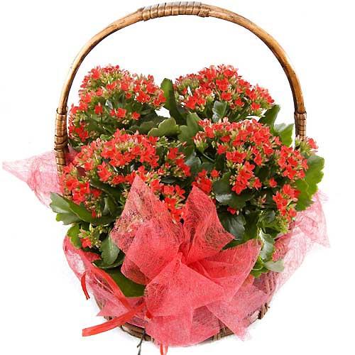 red-kalanchoe-plants