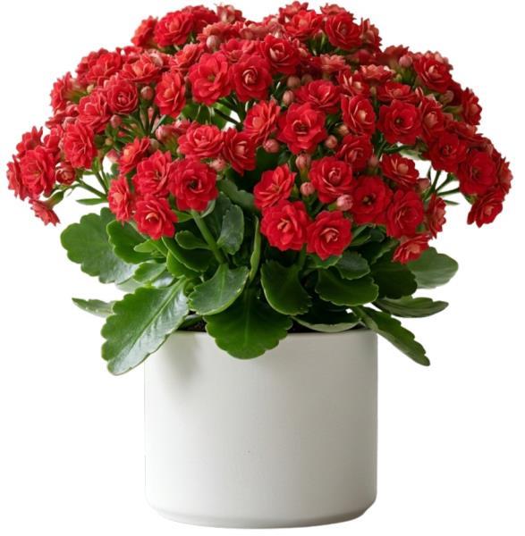 red-kalanchoes