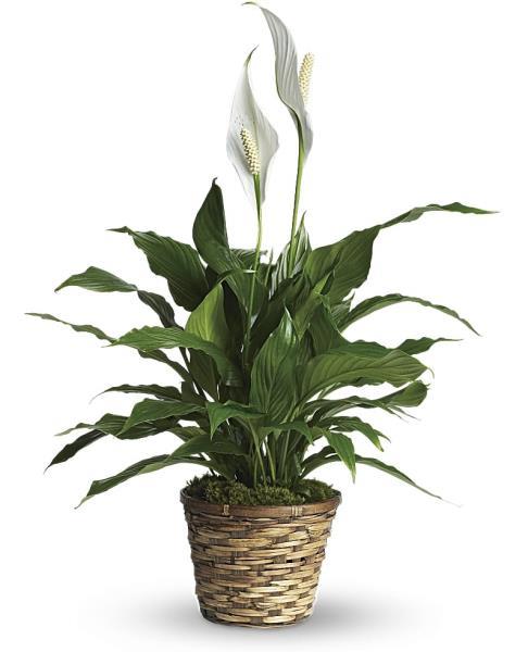 spathiphyllum-plant