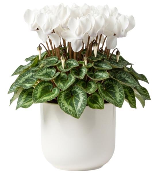 white-cyclamen