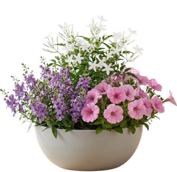 wonderful-summer-plants